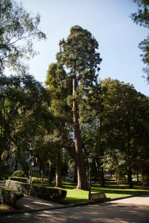 044 sequoia gigante 00
