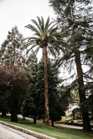 051 palmera canaria (1)