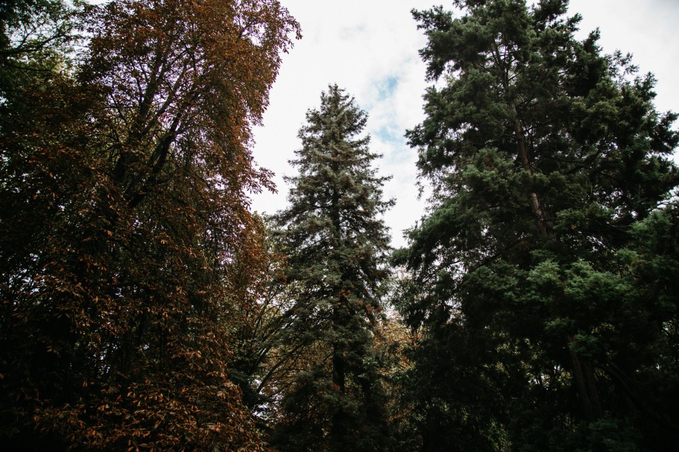 Sequoia roja