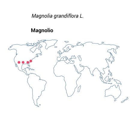 magnolio OG